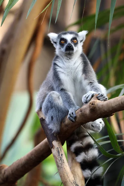 Ring Tailed Lemur Suddig Bakgrund — Stockfoto