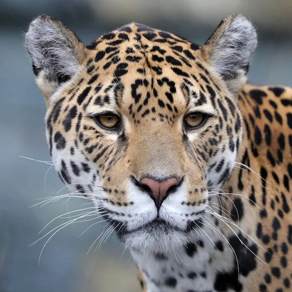 Portrait Rapproché Jaguar Sur Fond Flou — Photo