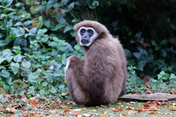 Ein Gibbon Sitzt Auf Dem Boden Und Blickt Die Kamera — Stockfoto