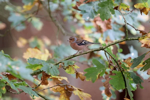 Pěnkava Obecná Stromě Rozostřeného Pozadí — Stock fotografie