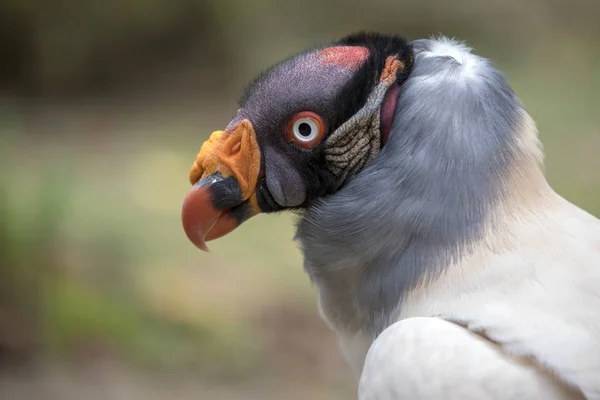 King Vulture Close Portrait Onblurred Background — Stock Photo, Image