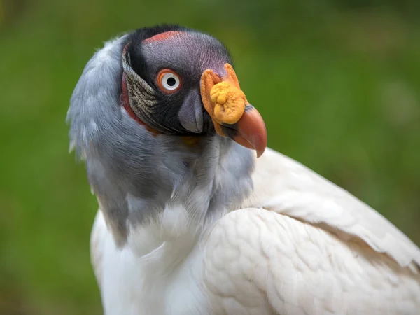 King Vulture Close Portrait Onblurred Background — Stock Photo, Image