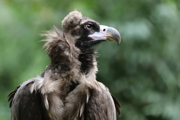 Cinereous Vulture Head Blurred Background — Stock Photo, Image