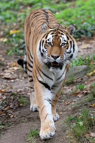 Belo Tigre Andando Vista Close — Fotografia de Stock