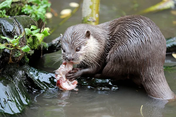 Asiatischer Kleinkrallenotter Nahaufnahme — Stockfoto