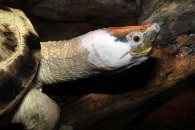 Portre yakından görmek Terrapin boyalı 