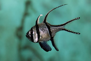 Güzel tuzlu su balık, yakından görmek 