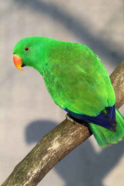 Eclectus papağanı dal, yakından görmek 