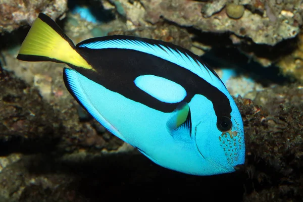 Beautiful Salt Water Fish Close View — Stock Photo, Image