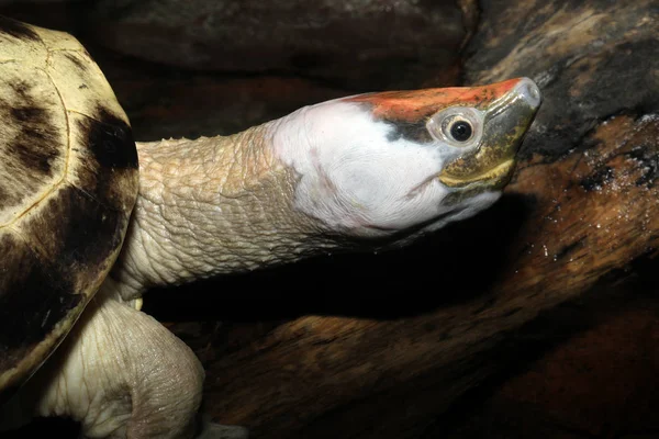 Painted Terrapin Portrait Close View — Stock Photo, Image