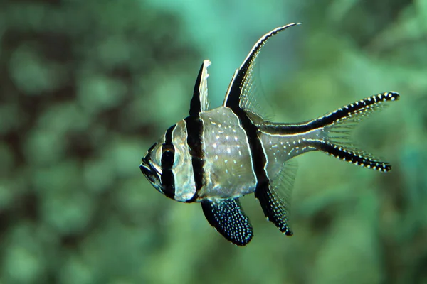 Beautiful Salt Water Fish Close View — Stock Photo, Image