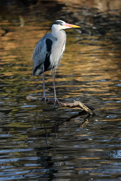 Blaureiher Auf Ast Nahaufnahme — Stockfoto