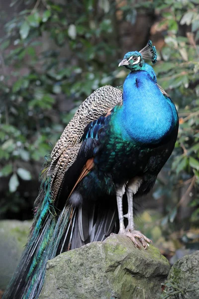 Male Peacock Portrait Blurred Background — Stock Photo, Image