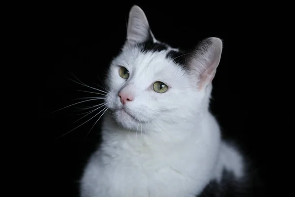 黒と白の色の猫のクローズ アップ ビュー — ストック写真