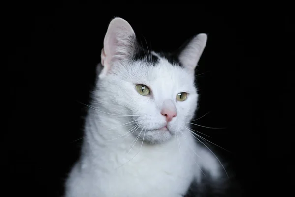 Close Vista Preto Branco Colorido Gato — Fotografia de Stock