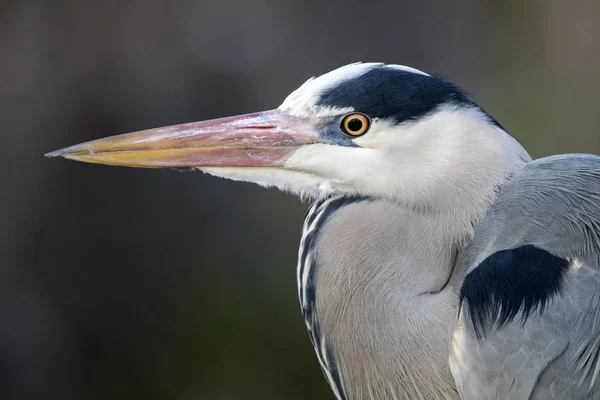 Blue Heron Head Close View — Stock Photo, Image