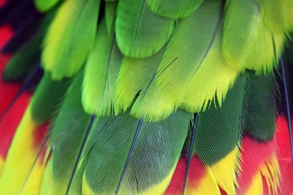 Amazona Brasiliensis Federn Nahaufnahme — Stockfoto