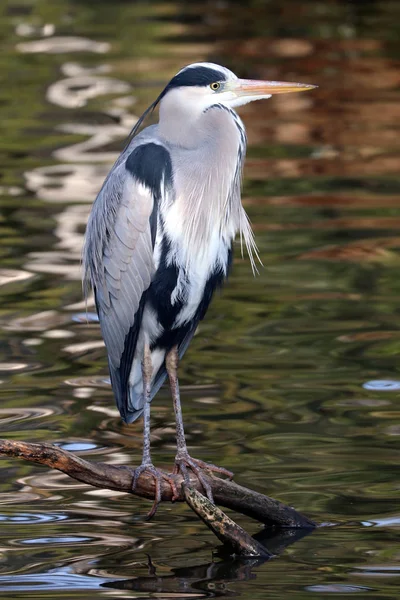 Modrá Heron Větvi Detailní Zobrazení — Stock fotografie