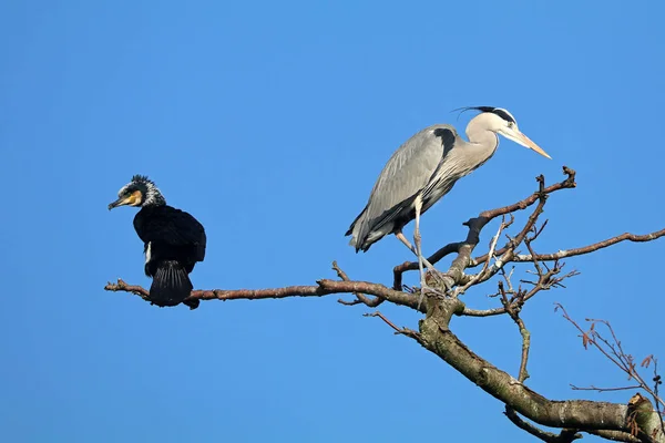 大鸬鹚和蓝鹭在一棵蓝色的天空背景树 — 图库照片