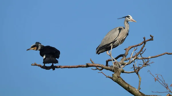 Great Cormorant Blue Heron Tree Blue Sky Background — Stock Photo, Image