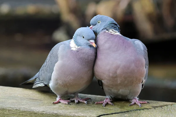 Wood Pigeons Love Close View — Stock Photo, Image