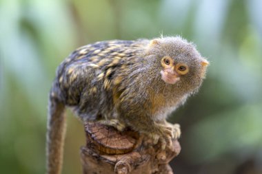 Pigme Closeup marmoset ağaçta oturuyor