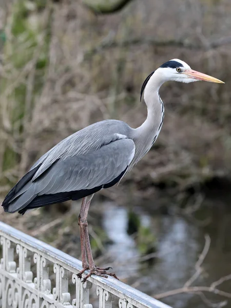 Grey Heron Portrait Standing Fence — Stock Photo, Image