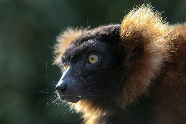 Closeup Red Ruffed Lemur Basking Sun — Stock Photo, Image