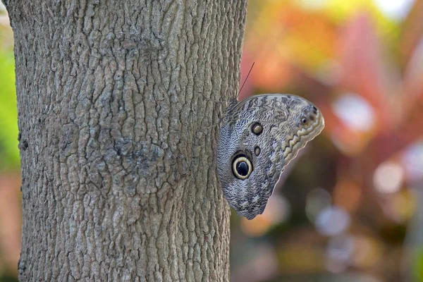 Closeup Borboleta Coruja Sentado Árvore — Fotografia de Stock