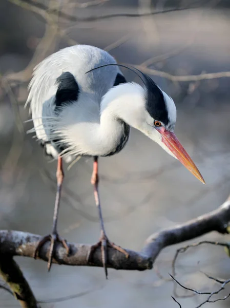 Full Length View Grey Heron Daytime — Stock Photo, Image