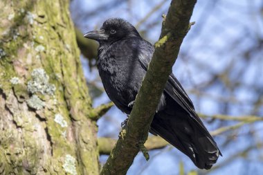 Güneşli bir günde geniş şube üzerinde oturan büyük leş kargası görünümünü