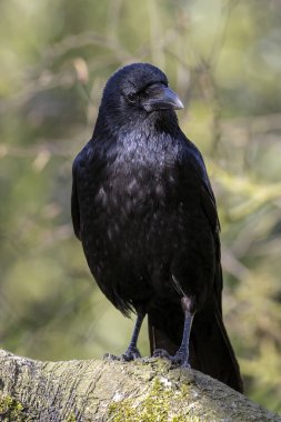 Büyük leş kargası geniş şube üzerinde oturan Close-Up ağaçlar arka plan bulanık
