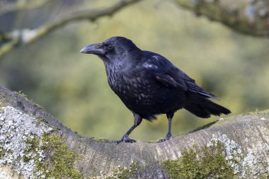 Büyük leş kargası süet dalda oturan Close-Up dalları arka plan bulanık