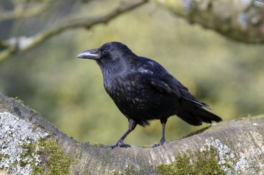 Büyük leş kargası süet dalda oturan Close-Up dalları arka plan bulanık
