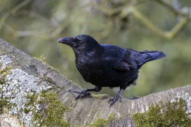 Geniş şube üzerinde oturan ve yiyecek için büyük leş kargası Close-Up