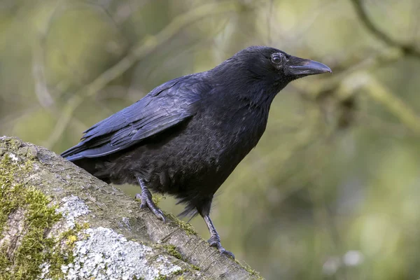 Blick Auf Große Aaskrähe Die Auf Breitem Ast Sitzt Und — Stockfoto