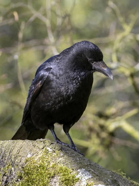 Close Grande Carrion Crow Sentado Amplo Ramo Árvores Borradas Fundo — Fotografia de Stock