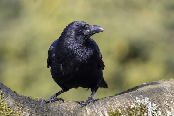 Θέα Μεγάλο Ψοφίμι Crow Κάθεται Στο Ευρύ Υποκατάστημα Στην Ηλιόλουστη — Φωτογραφία Αρχείου
