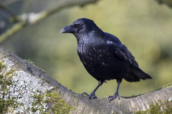 Close Big Carrion Crow Sitting Suede Branch Blurred Branches Background — Stock Photo, Image