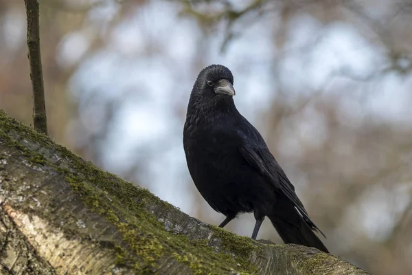 Close ของใหญ Carrion Crow งบนก งกว างบนก งเบลอและพ นหล องฟ — ภาพถ่ายสต็อก