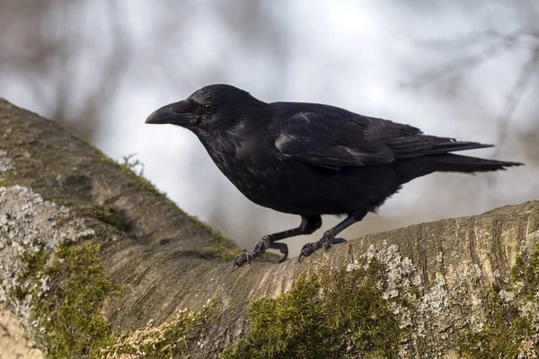 Close Big Carrion Crow Sitting Wide Branch Blurred Branch Sky — Stok Foto