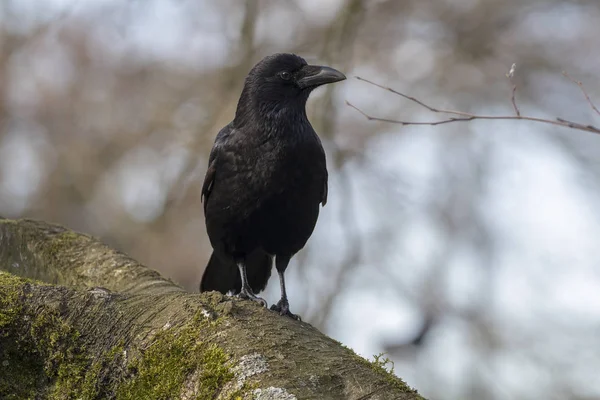 Close Grande Carrion Crow Sentado Amplo Ramo Ramos Borrados Fundo — Fotografia de Stock