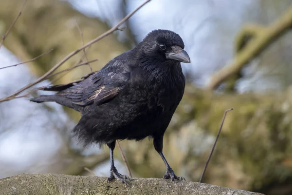 Vista Carrion Crow Sentado Una Amplia Rama Día Sombrío — Foto de Stock