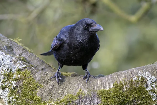 Close Big Carrion Crow งบนก งกว — ภาพถ่ายสต็อก