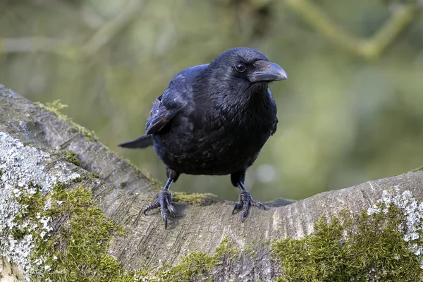 Κοντινό Πλάνο Του Μεγάλο Ψοφίμι Crow Κάθεται Στο Ευρύ Υποκατάστημα — Φωτογραφία Αρχείου
