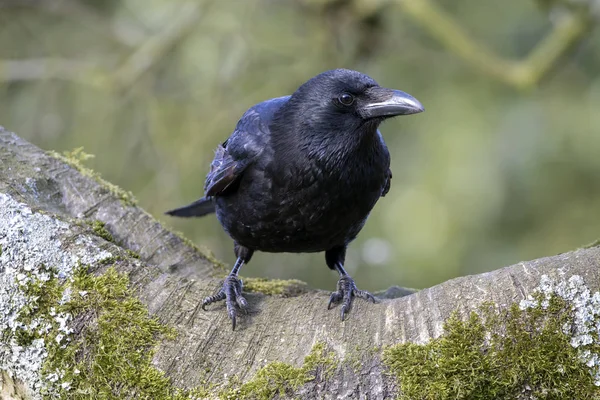 Close Big Carrion Crow Sitting Wide Branch Searching Food — Stock Photo, Image
