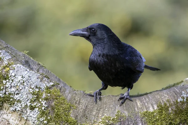 Gros Plan Carrion Crow Assis Sur Une Large Branche Regardant — Photo