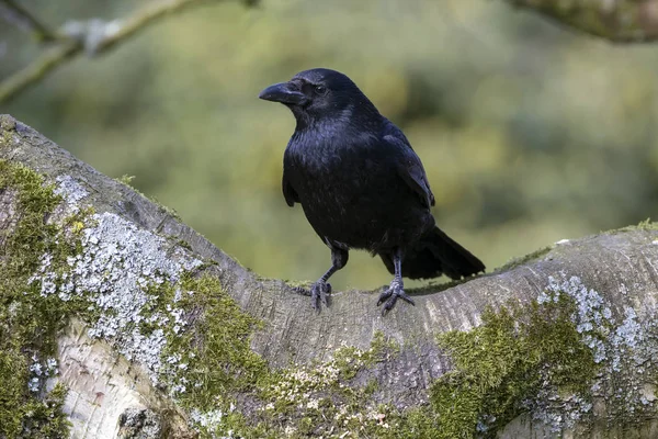 Close Carrion Crow Sitting Wide Branch Looking Left Side — Stock Photo, Image
