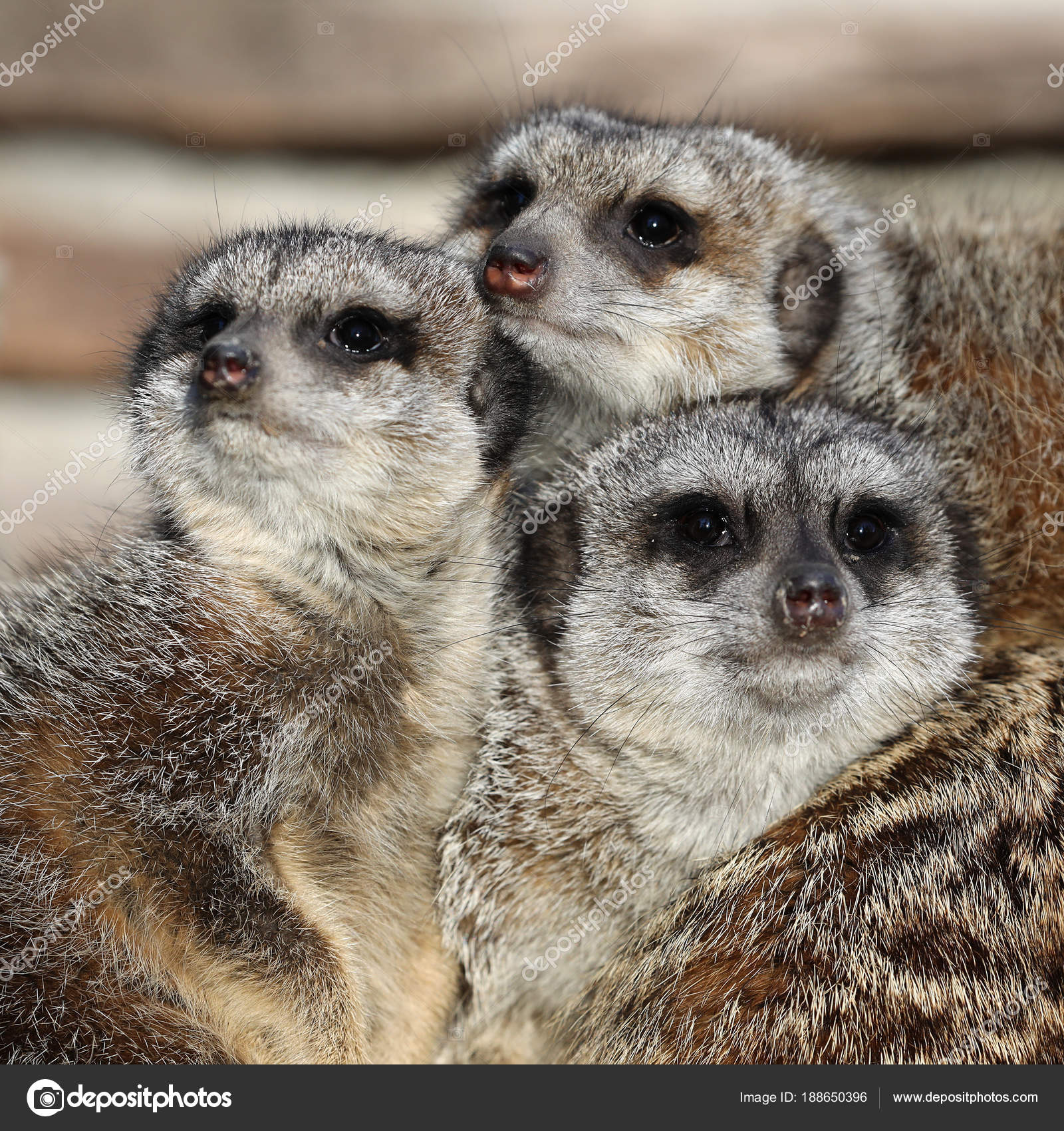 Droles De Suricates Images Libres De Droit Photos De Droles De Suricates Depositphotos