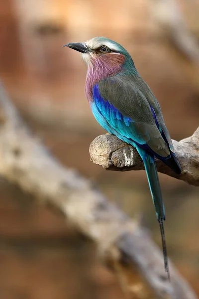 Roller Bird Sitting Branch Natural Habitat — Stock Photo, Image